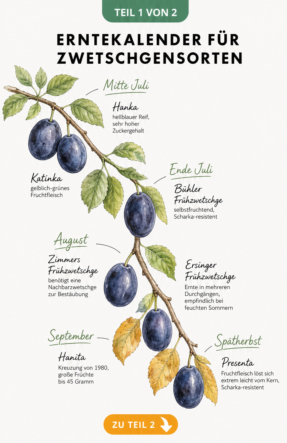 Aquarell-Illustration eines Zwetschgenastes mit verschiedenen Sorten und Erntezeiten von Juli bis Spätherbst