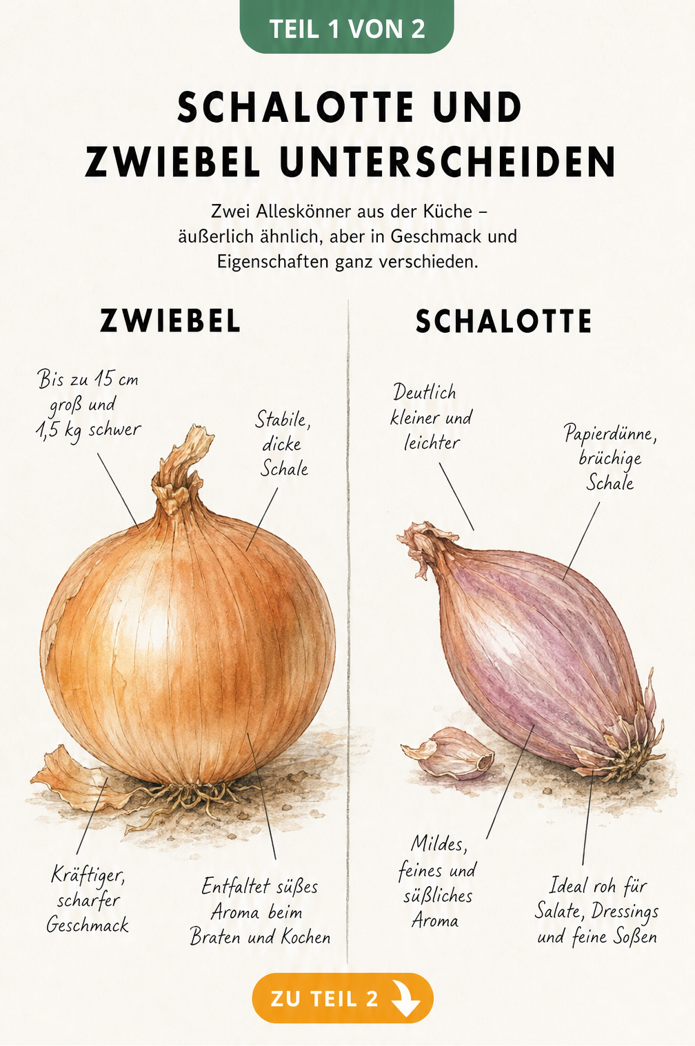 Vergleich von Zwiebel und Schalotte mit botanischen Merkmalen wie Größe, Schale und Geschmack