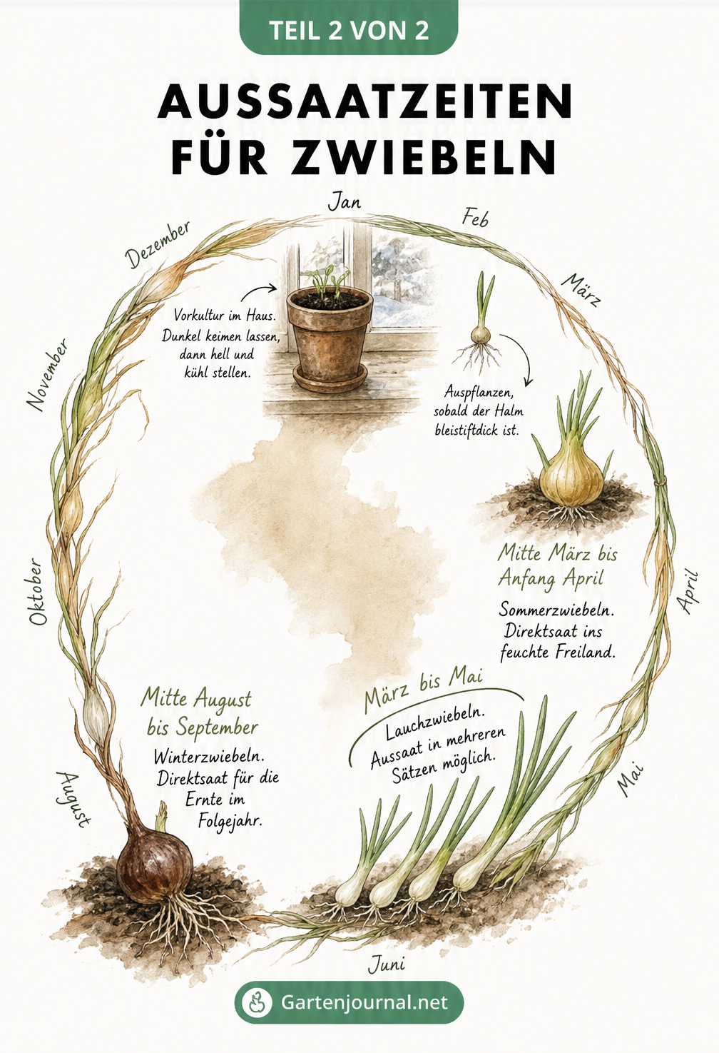 Jahreskreis mit Aquarell-Illustrationen verschiedener Zwiebelarten und ihren jeweiligen Aussaatzeiten