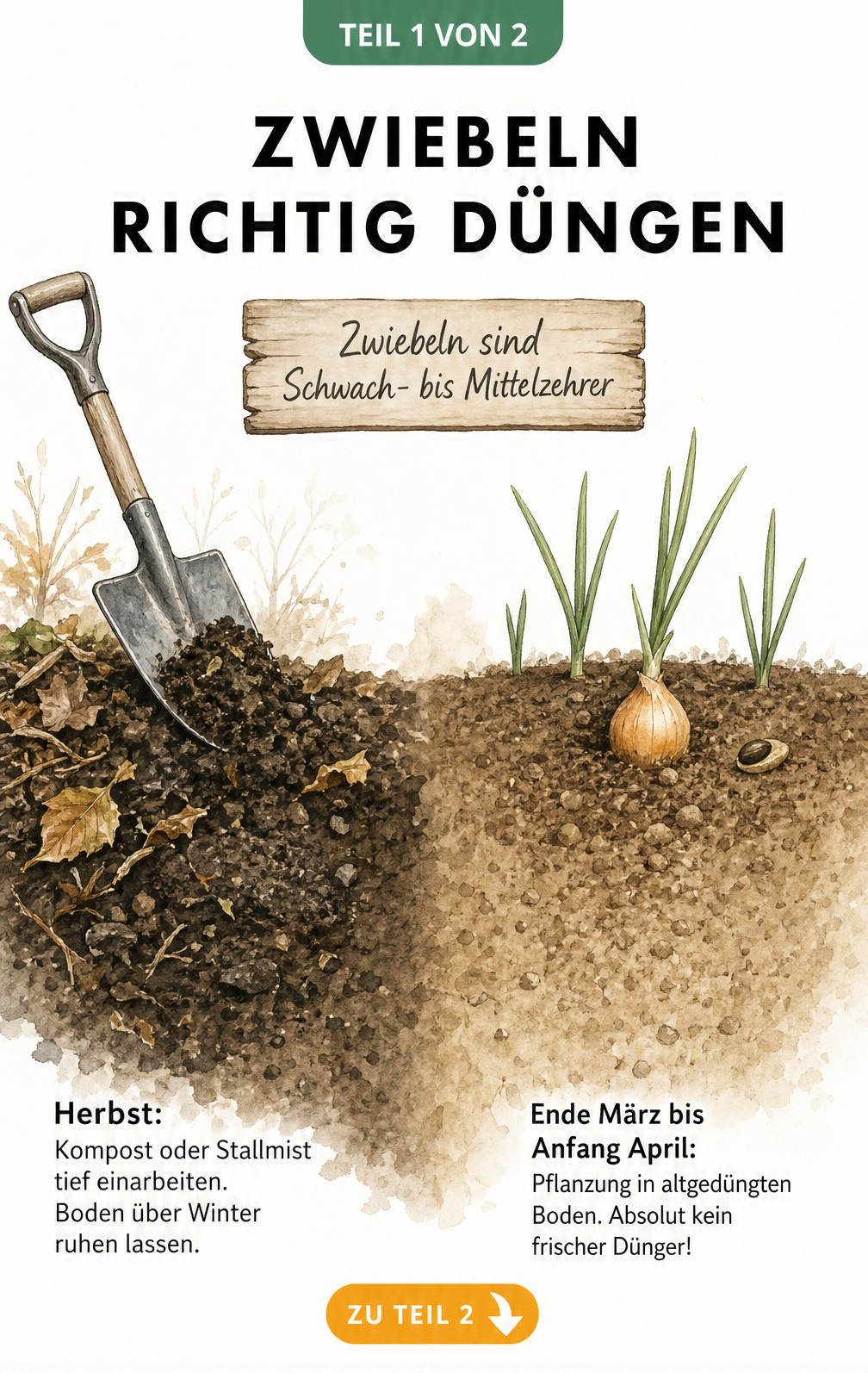 Illustration eines Beetes im Querschnitt, die zeigt, wie man Zwiebeln im Herbst mit Kompost vorbereitet und im Frühjahr pflanzt.