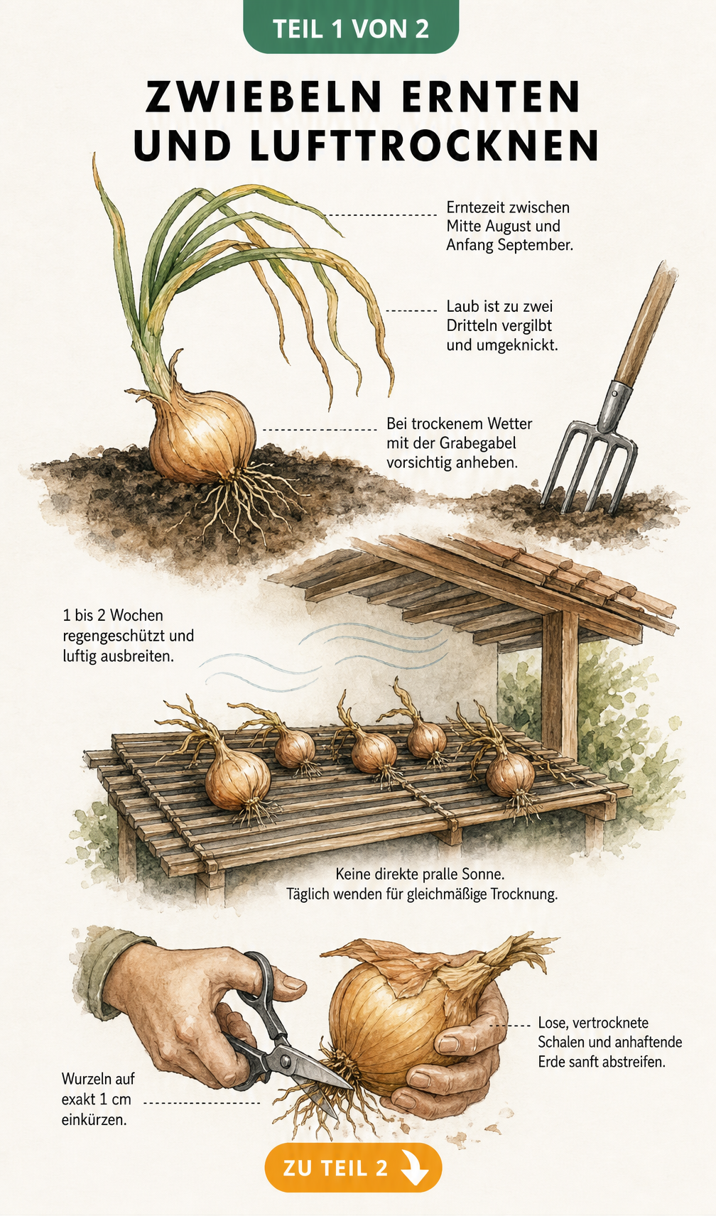 Illustration des Trocknungsprozesses von Zwiebeln im Freien, von der Ernte im Beet bis zur Vorbereitung für die Lagerung.