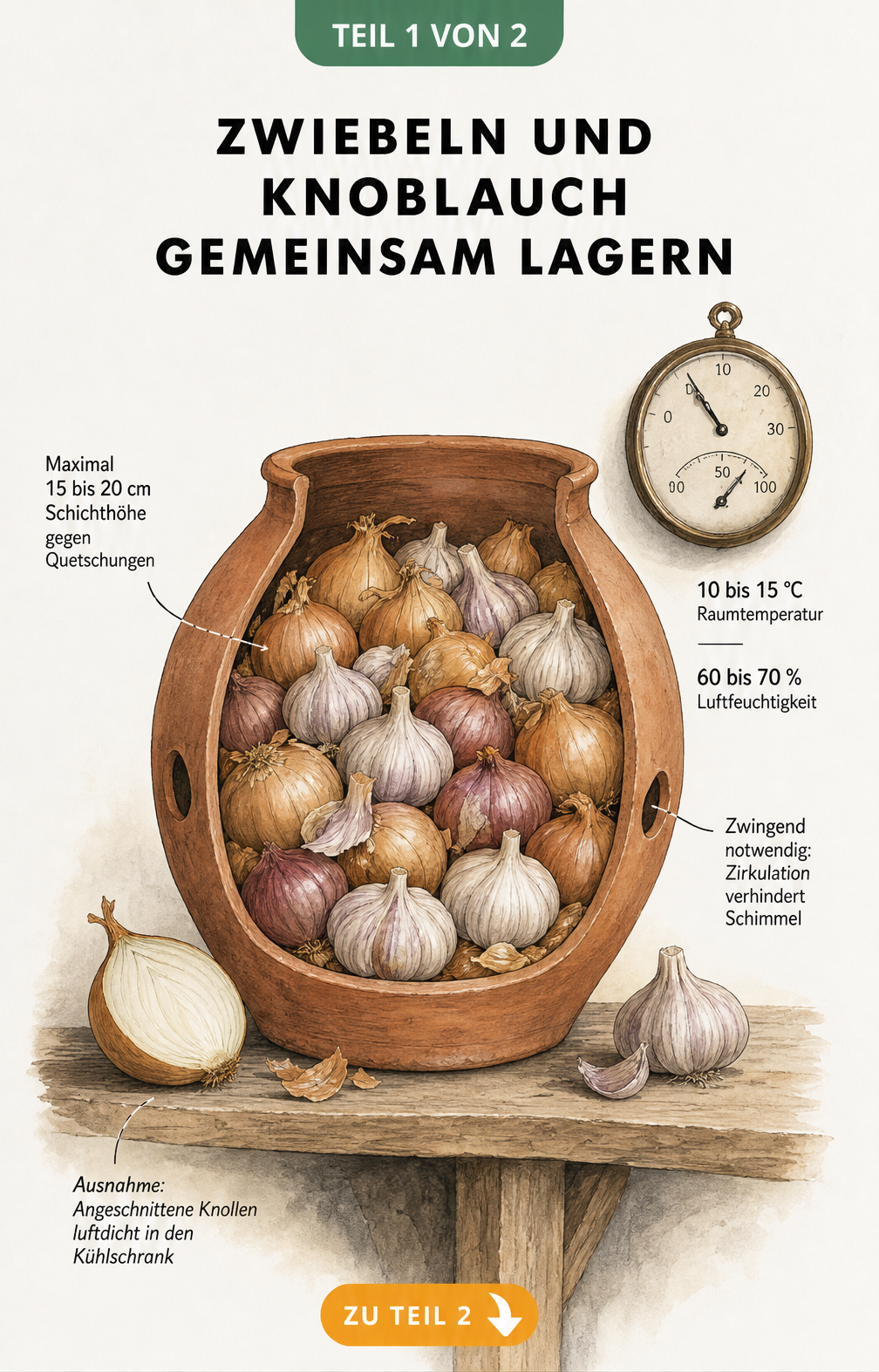 Querschnitt eines Tontopfs mit Zwiebeln und Knoblauch auf einem Holzregal, mit Hinweisen zu Temperatur und Luftfeuchtigkeit