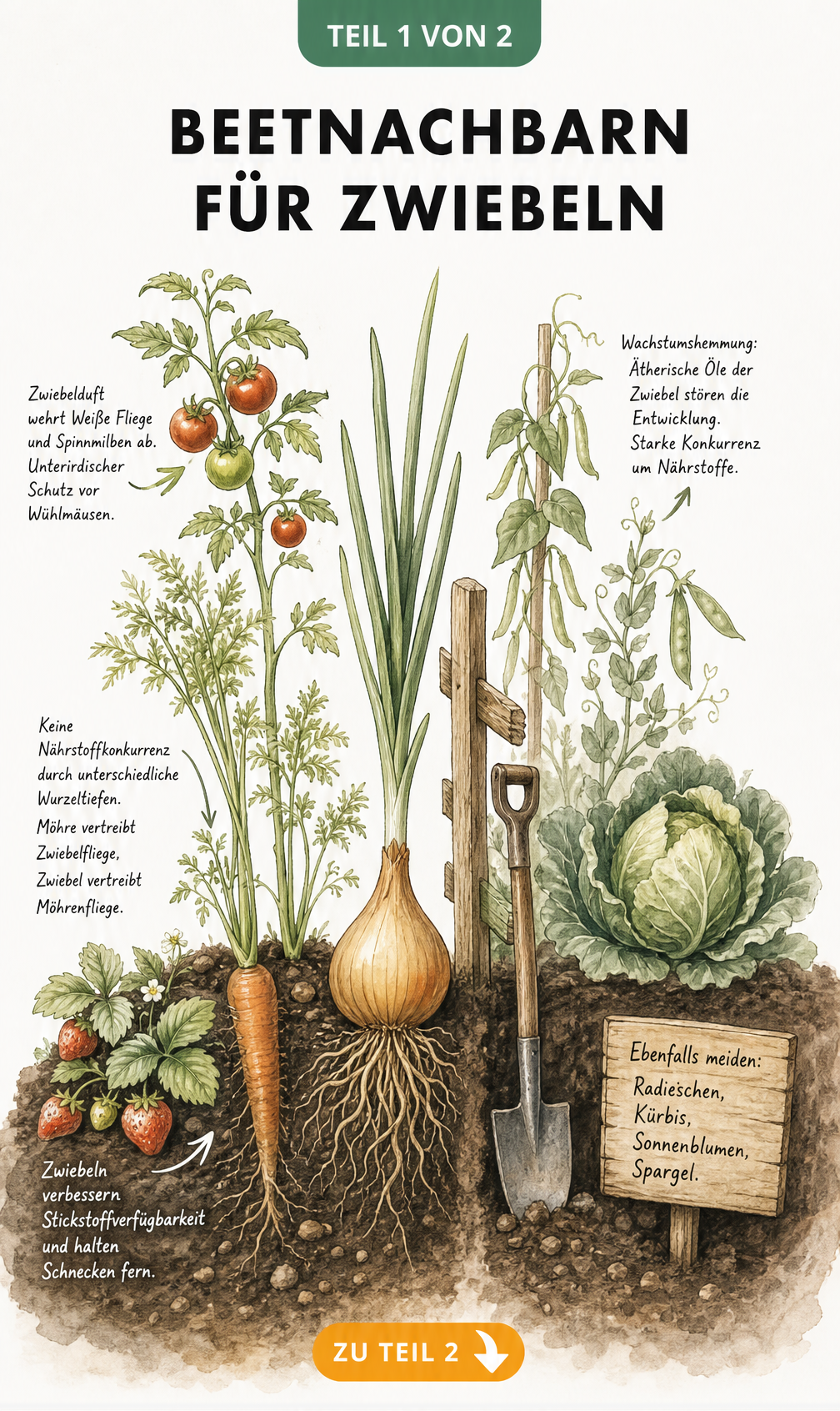 Botanische Illustration eines Gartenbeets im Querschnitt, die gute und schlechte Nachbarn für Zwiebeln zeigt.