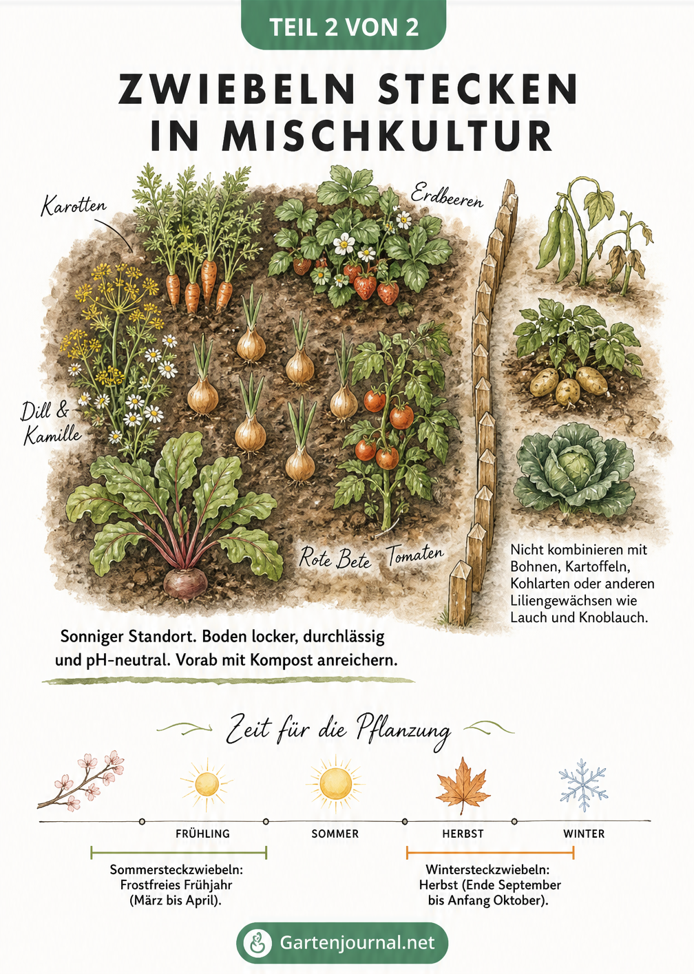 Aufsicht auf ein Gartenbeet mit Zwiebeln in Mischkultur, umgeben von guten Nachbarn wie Karotten und Erdbeeren, sowie einem Zeitstrahl für Pflanzzeiten.