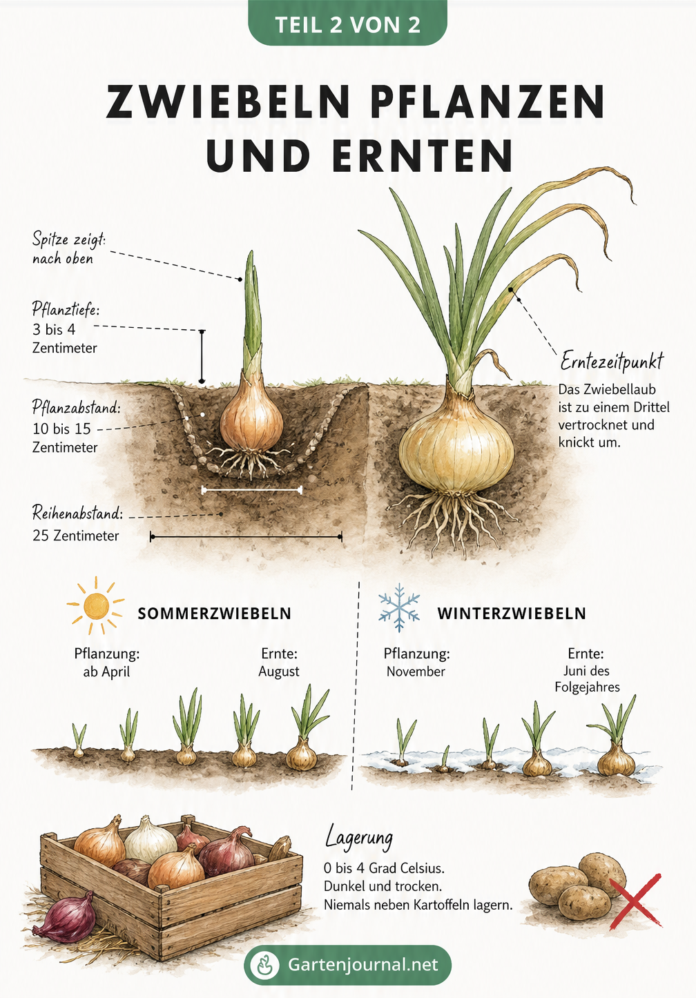 Botanische Querschnittszeichnung zum Pflanzen von Steckzwiebeln und Ernten von Zwiebeln mit Zeitstrahl