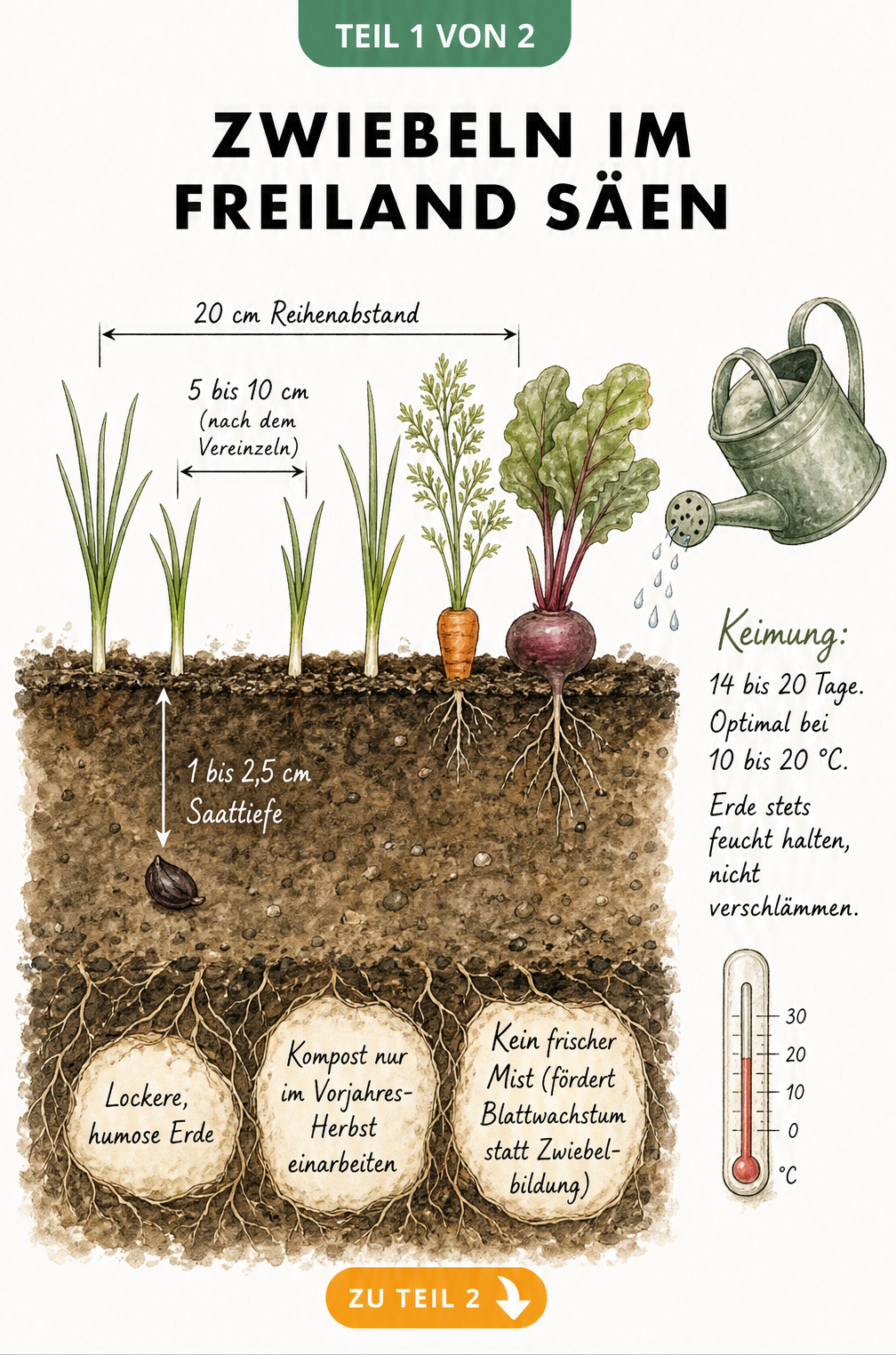 Querschnitt durch ein Gartenbeet mit Zwiebelkeimlingen, Möhre und Roter Bete, der Saattiefe und Pflanzabstände zeigt