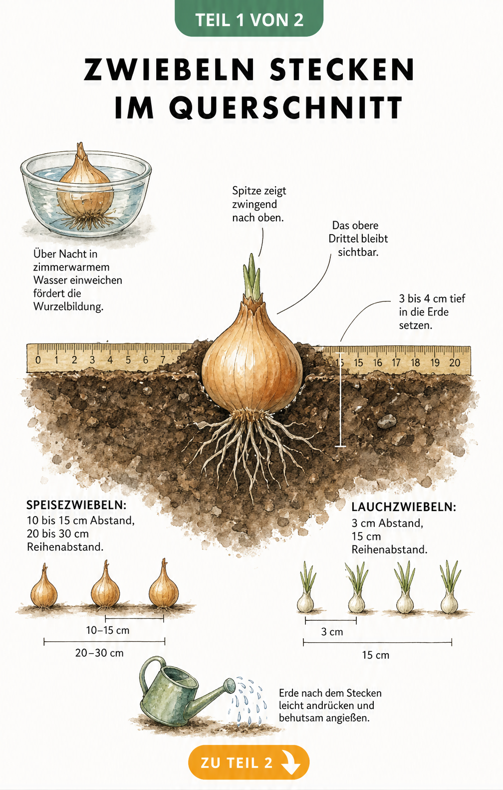 Querschnitt eines Gartenbeets mit einer Steckzwiebel, die 3 bis 4 cm tief in der Erde sitzt, und einem Maßband für Pflanzabstände.