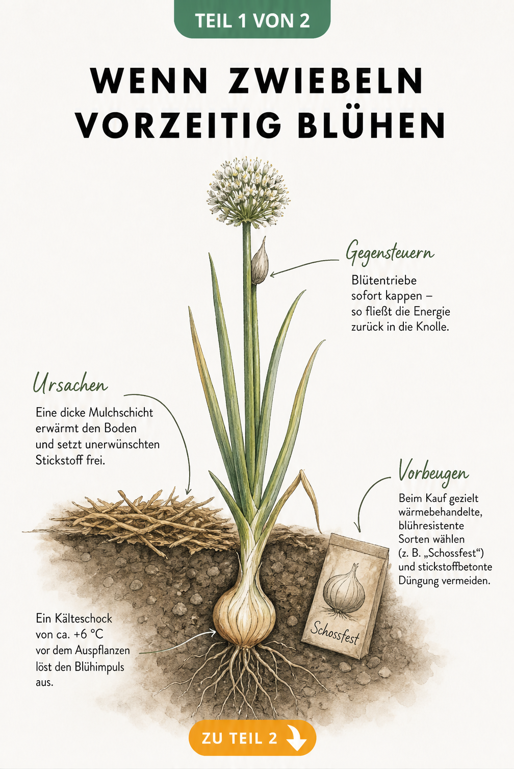 Botanische Illustration einer Küchenzwiebel im Querschnitt, die Ursachen für vorzeitiges Blühen wie Kälteschock und dicke Mulchschicht sowie Gegenmaßnahmen wie...
