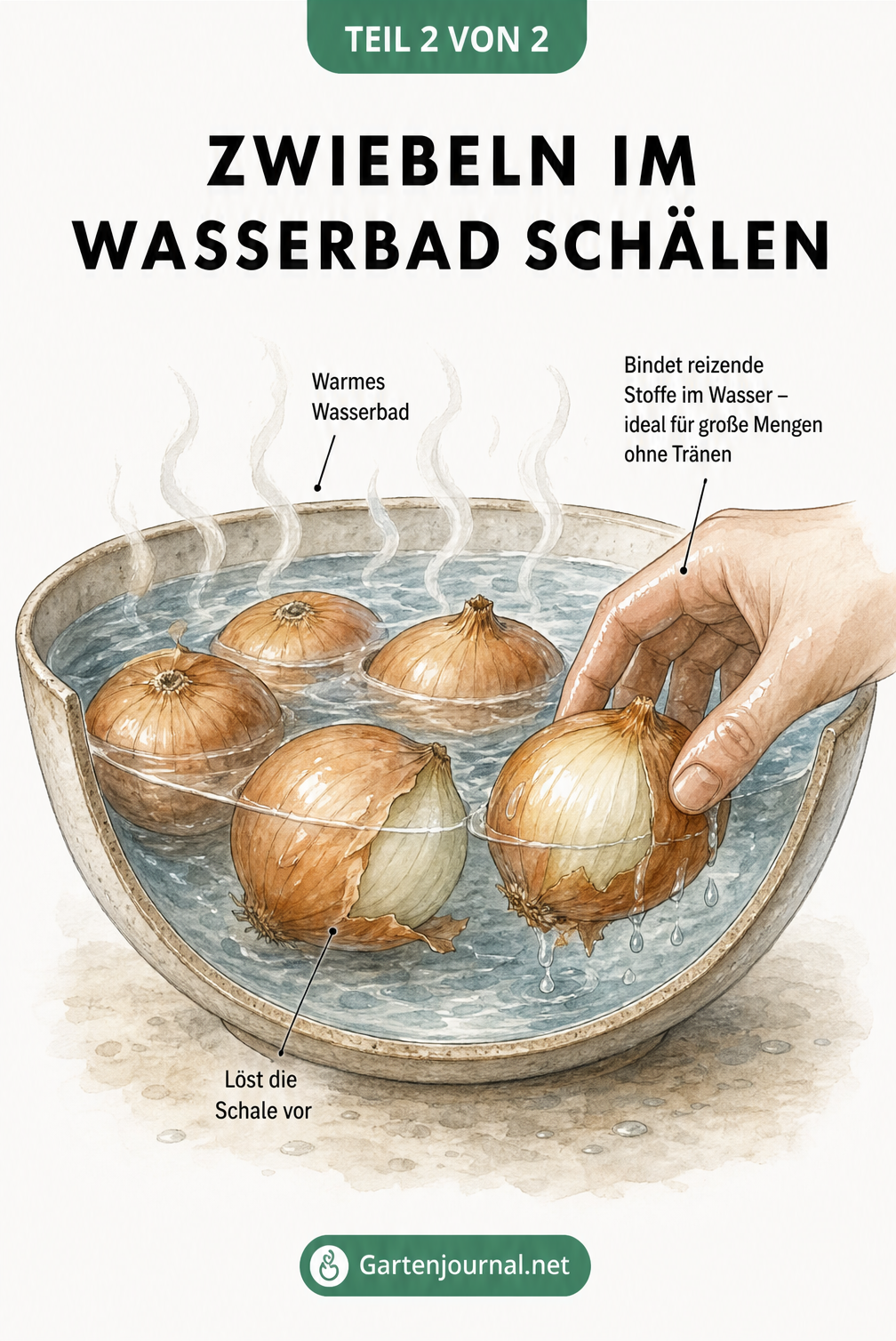 Illustration einer Zwiebel im warmen Wasserbad, bei der sich die Schale leicht löst.