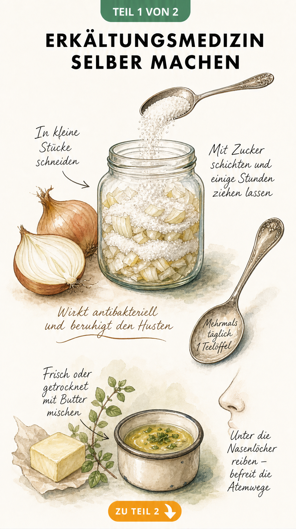 Illustration zur Herstellung von Zwiebelsaft mit Zucker und Majoran-Butter gegen Erkältung