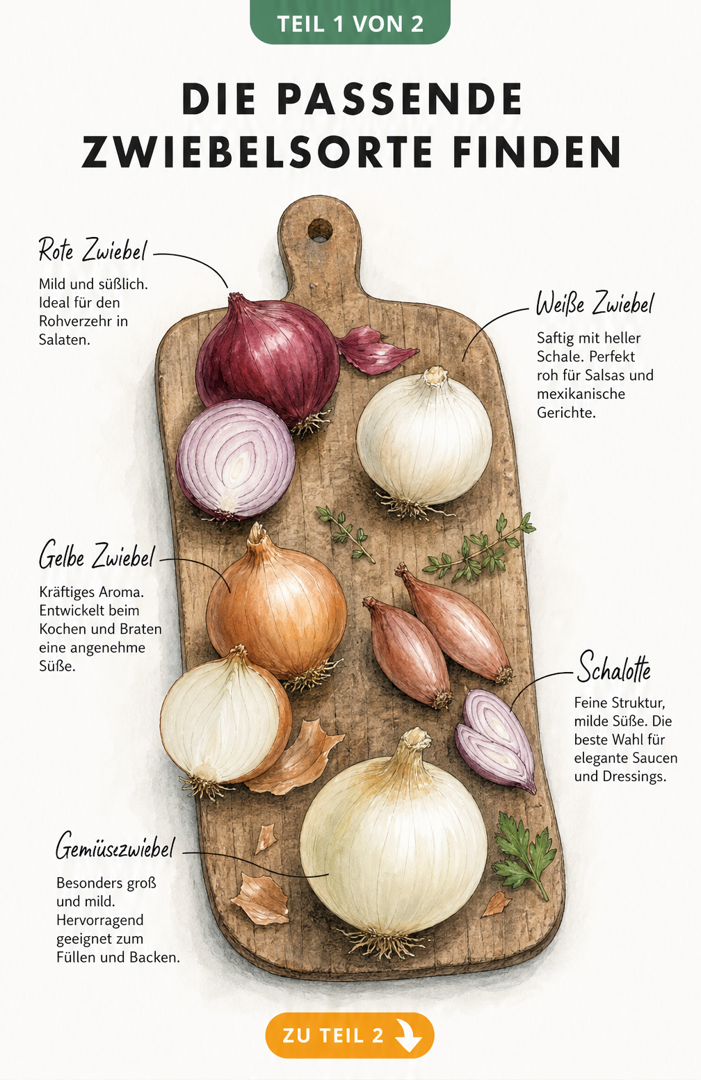 Illustration von fünf Zwiebelsorten auf einem Holzbrett mit kurzen Beschreibungen zu Geschmack und Verwendung
