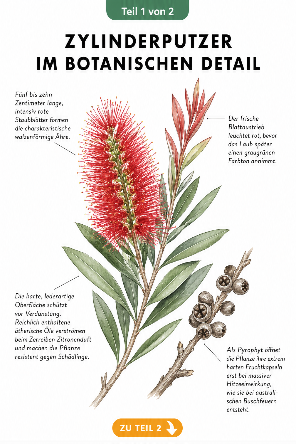 Botanische Illustration eines Zylinderputzers mit roter Blütenähre, Blättern und Samenkapseln