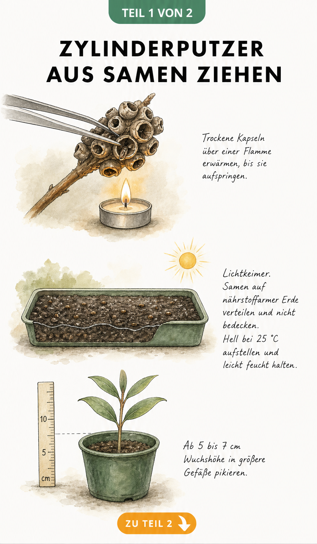 Botanische Illustration zur Anzucht von Zylinderputzern aus Samen, von der Samenkapsel über die Aussaat bis zum Sämling.