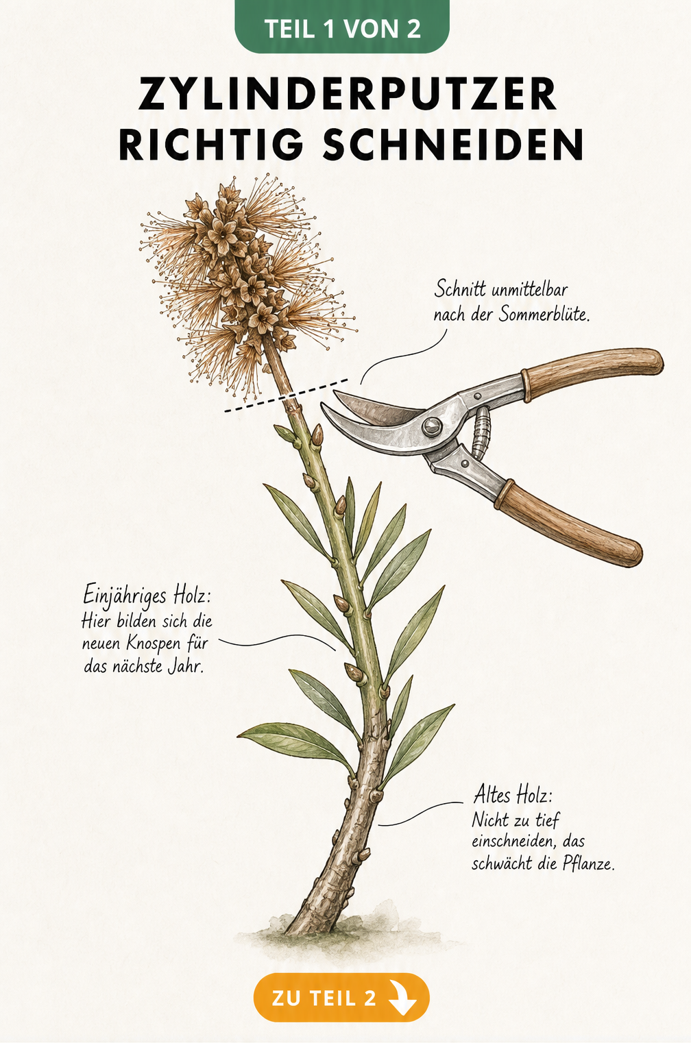 Botanische Illustration eines Zylinderputzer-Zweigs, die den korrekten Schnitt direkt unterhalb der verblühten Blüte zeigt.