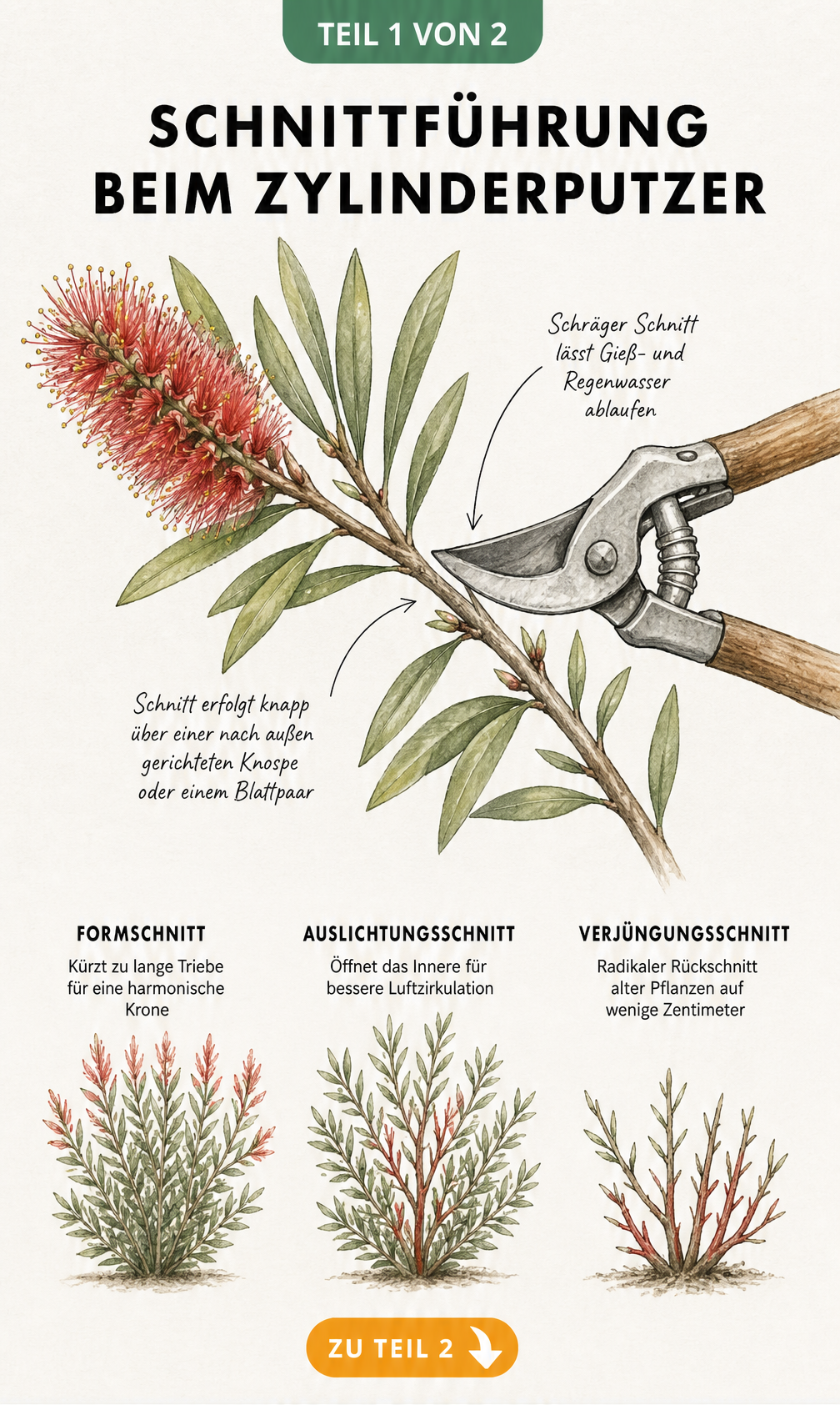Botanische Skizze eines Zylinderputzer-Zweiges mit Gartenschere, die den schrägen Schnitt über einer Knospe zeigt, sowie drei Silhouetten für Form-,...