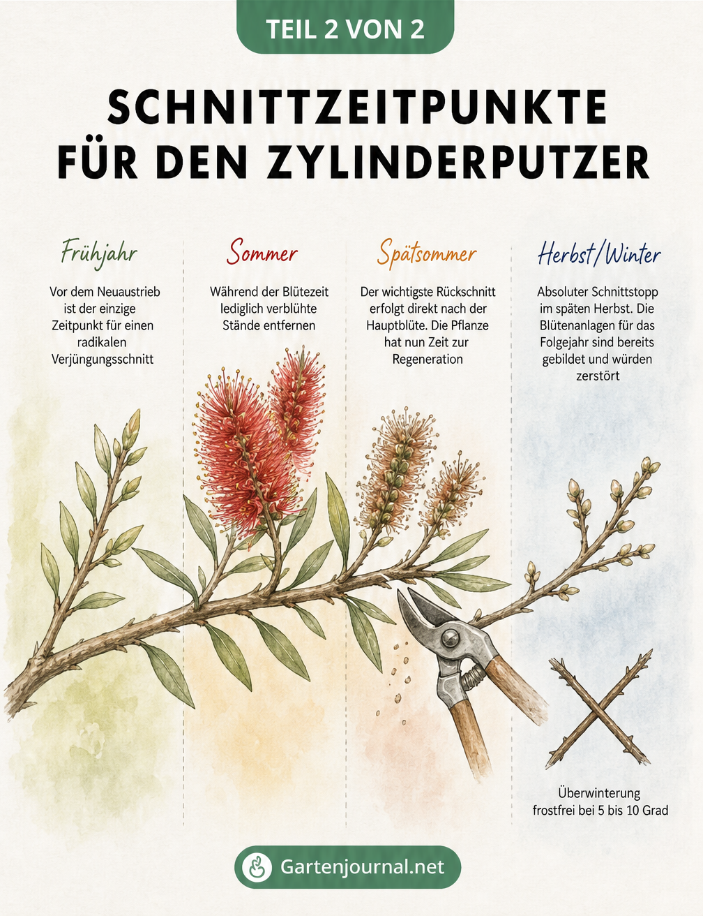 Aquarell-Illustration eines Zylinderputzer-Astes im Jahresverlauf, die die Schnittzeitpunkte im Frühjahr, Sommer, Spätsommer und den Schnittstopp im Herbst...