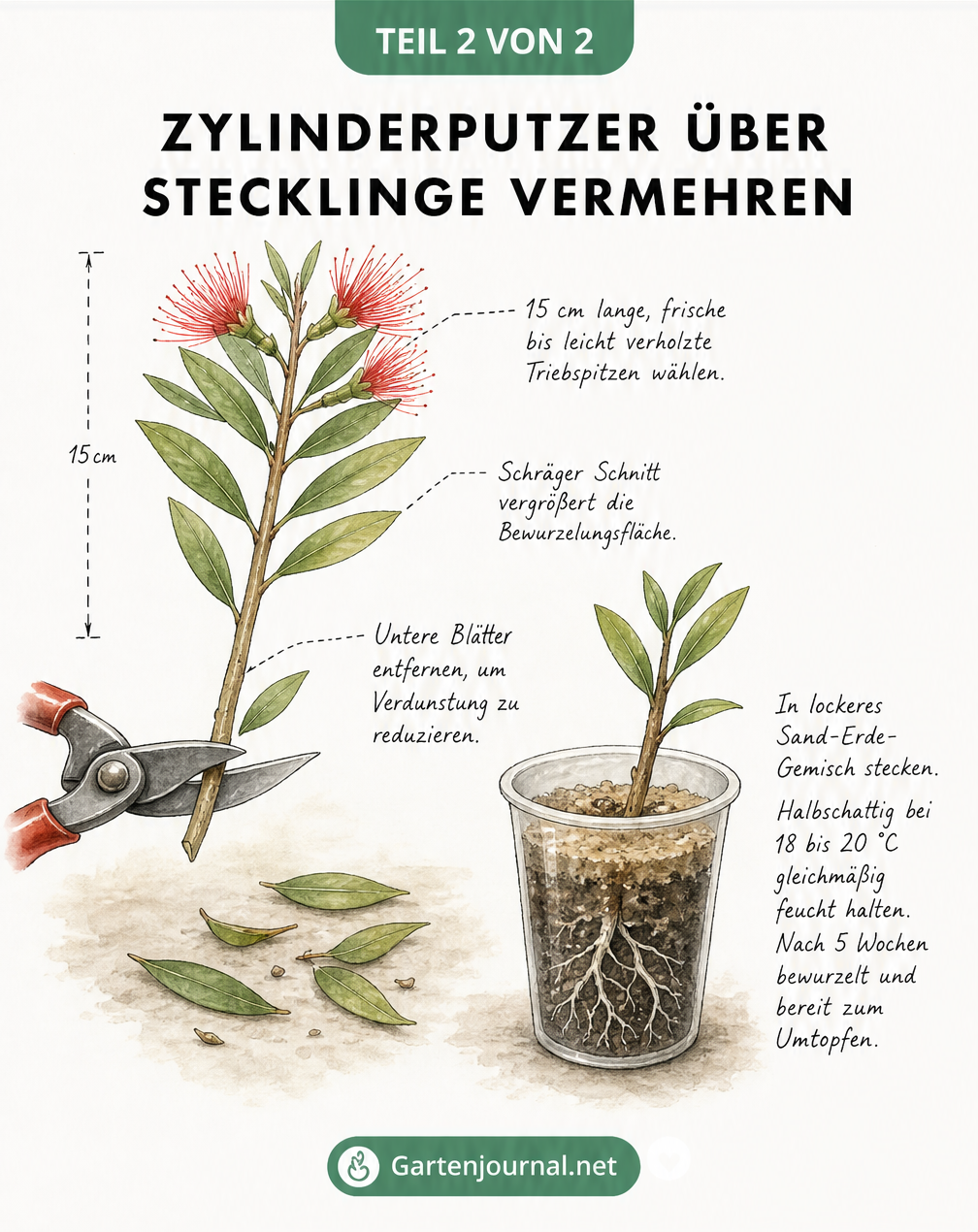 Skizze zur Vermehrung von Zylinderputzern durch Stecklinge, zeigt den schrägen Schnitt und das Einpflanzen in Anzuchterde.