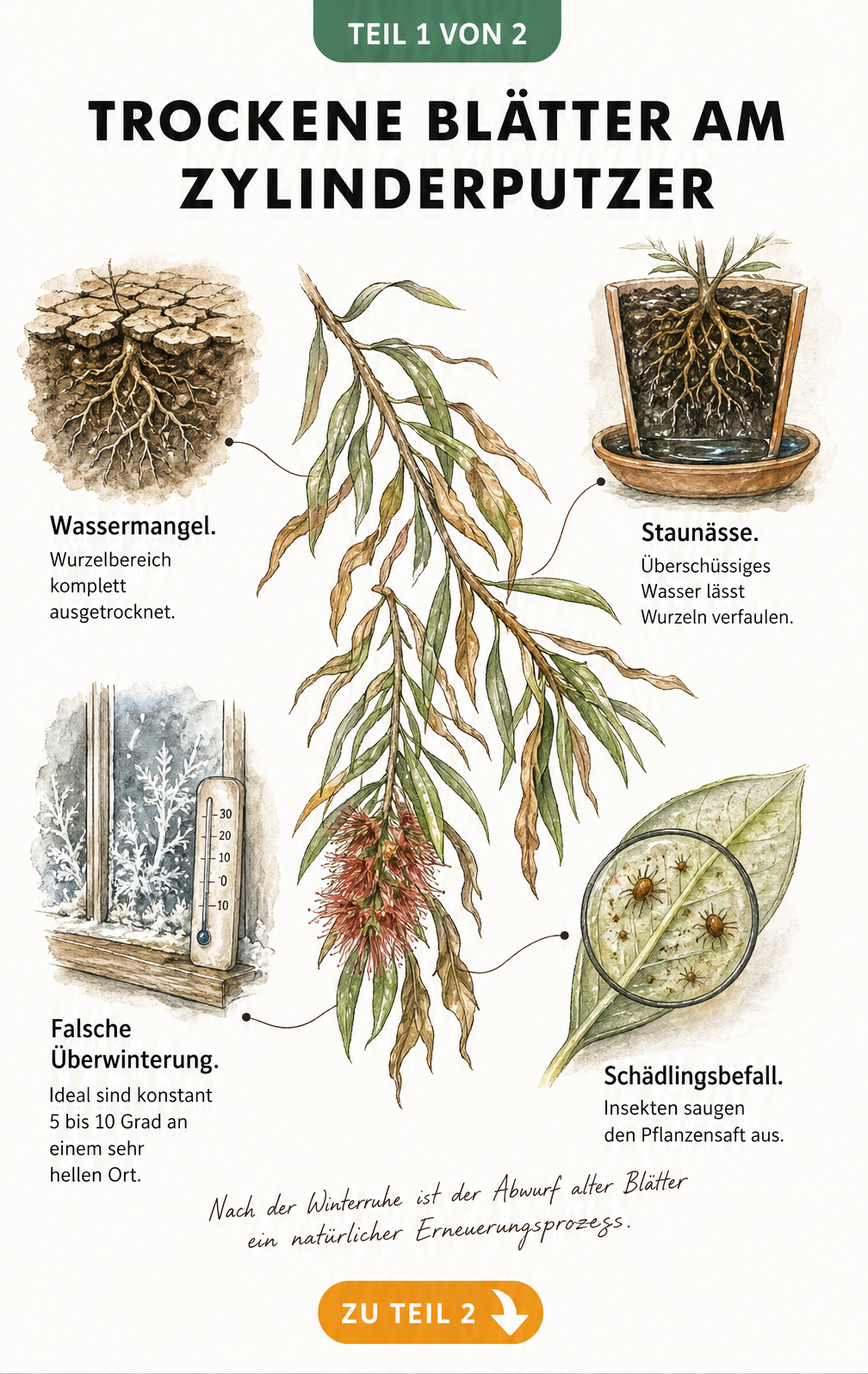 Botanische Illustration eines Zylinderputzer-Zweigs mit welken Blättern und Vignetten zu Wassermangel, Staunässe, falscher Überwinterung und Schädlingsbefall.