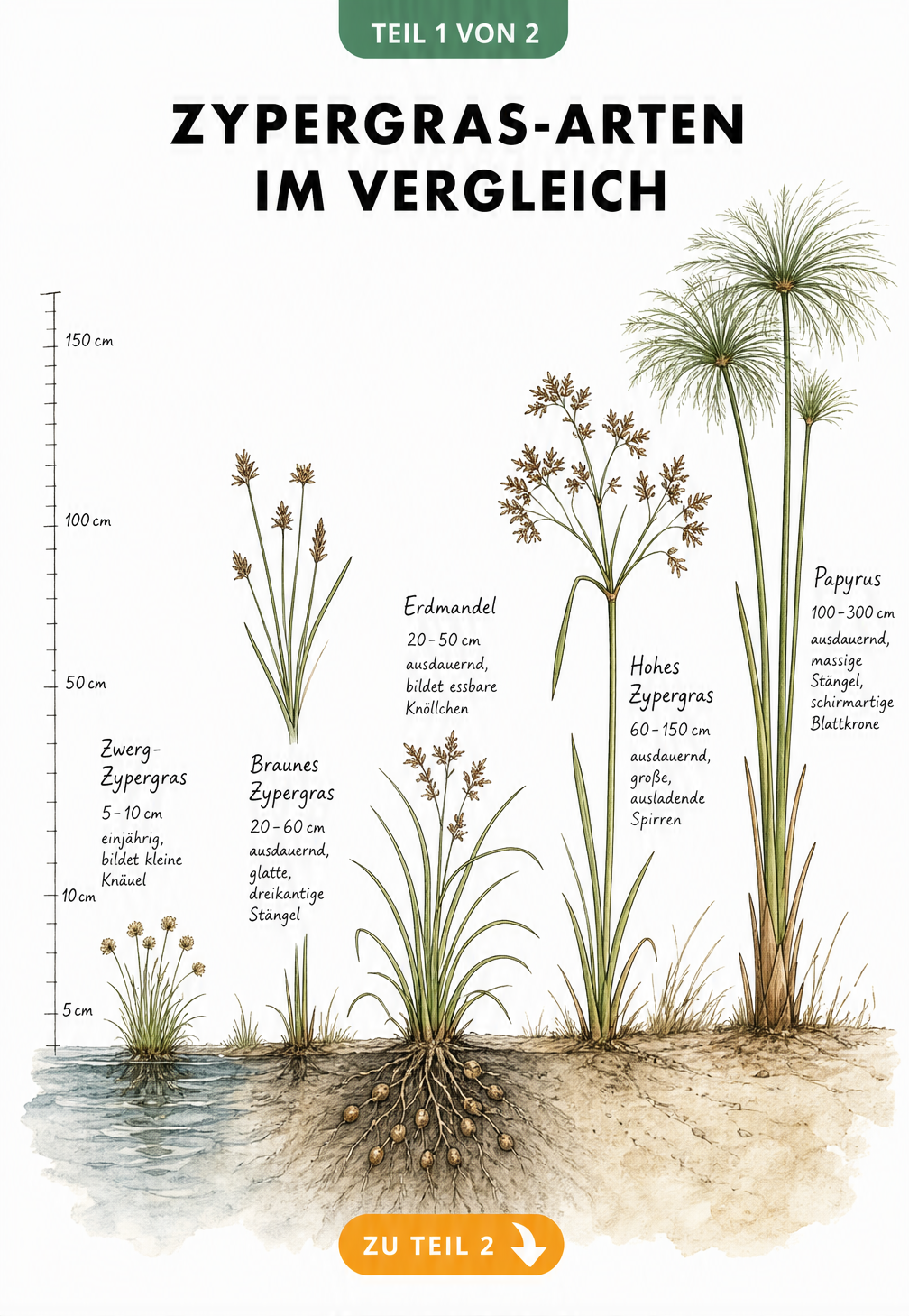 Botanische Zeichnung von fünf Zypergras-Arten im Größenvergleich, von Zwerg-Zypergras bis Papyrus