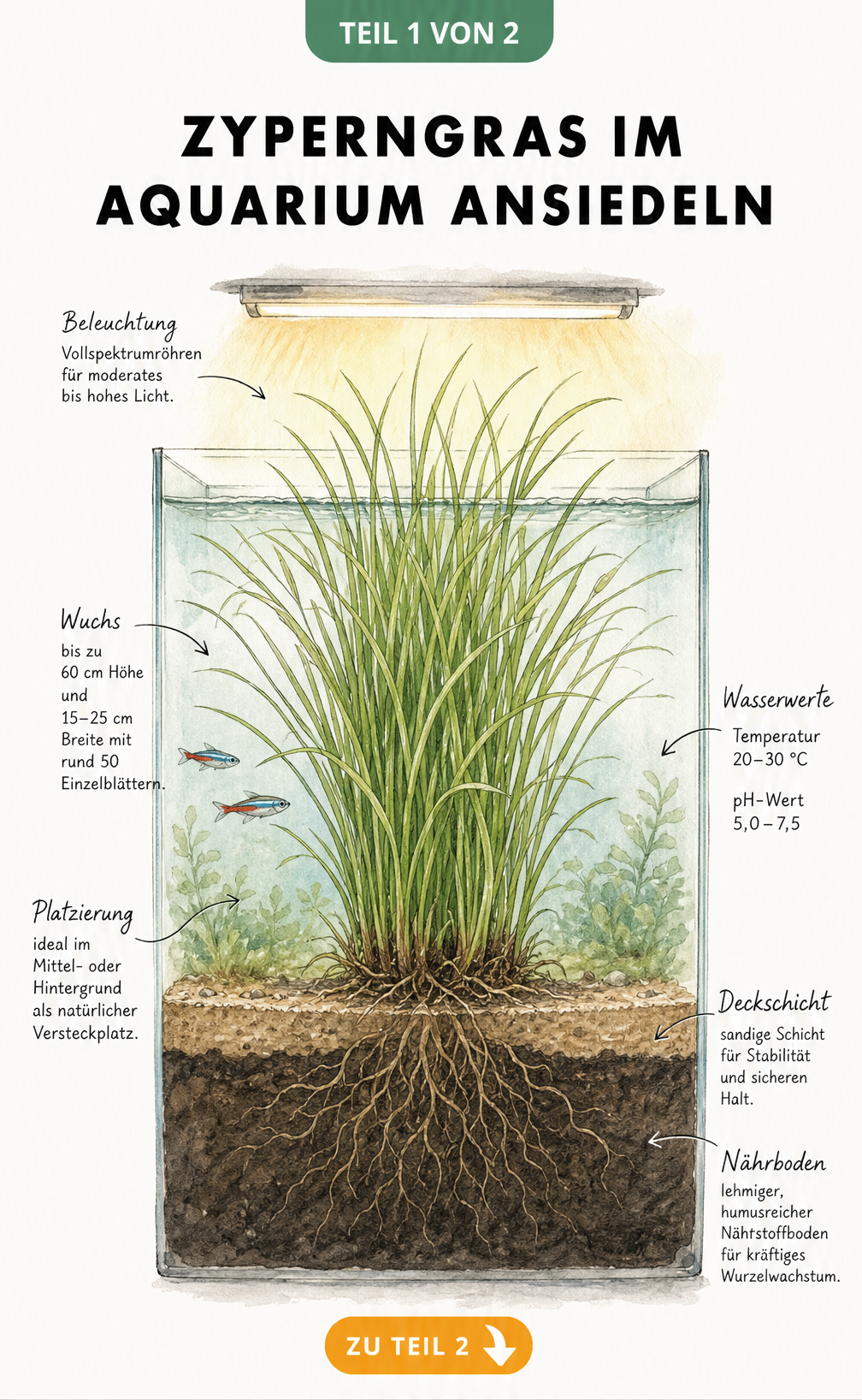 Querschnitt eines Aquariums mit Zyperngras, das Lichtbedarf, Wuchshöhe und Bodengrund zeigt