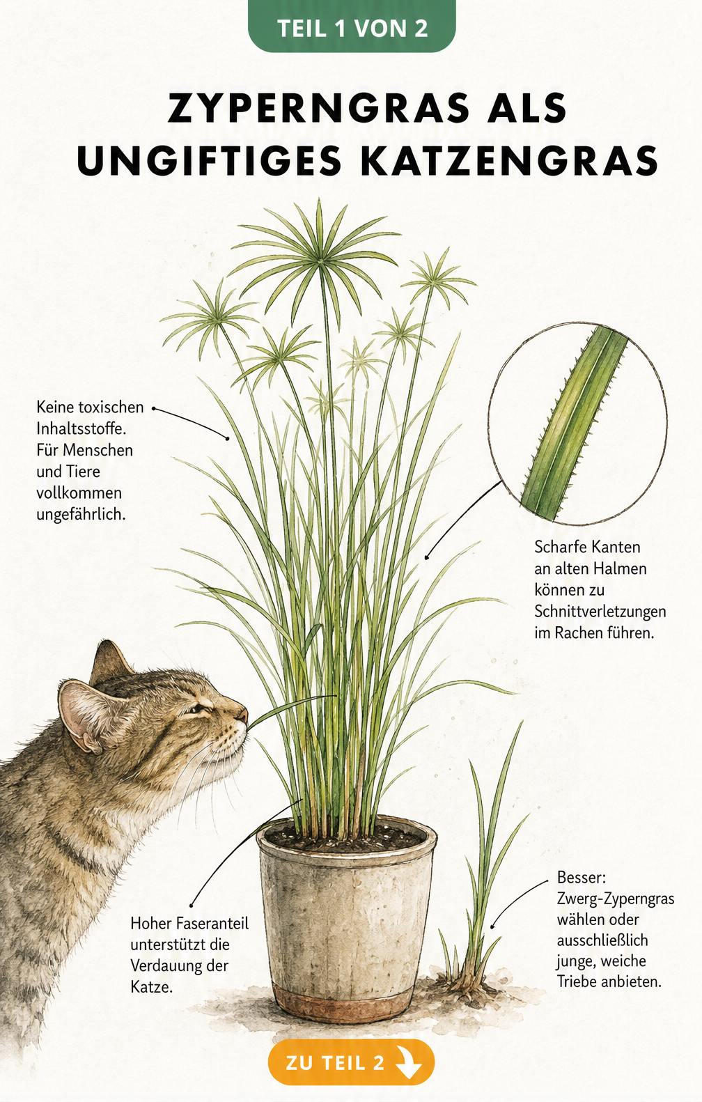 Botanische Illustration von Zyperngras im Topf mit einer Katze, die an einem Halm schnuppert, und Hinweisen zur Unbedenklichkeit.