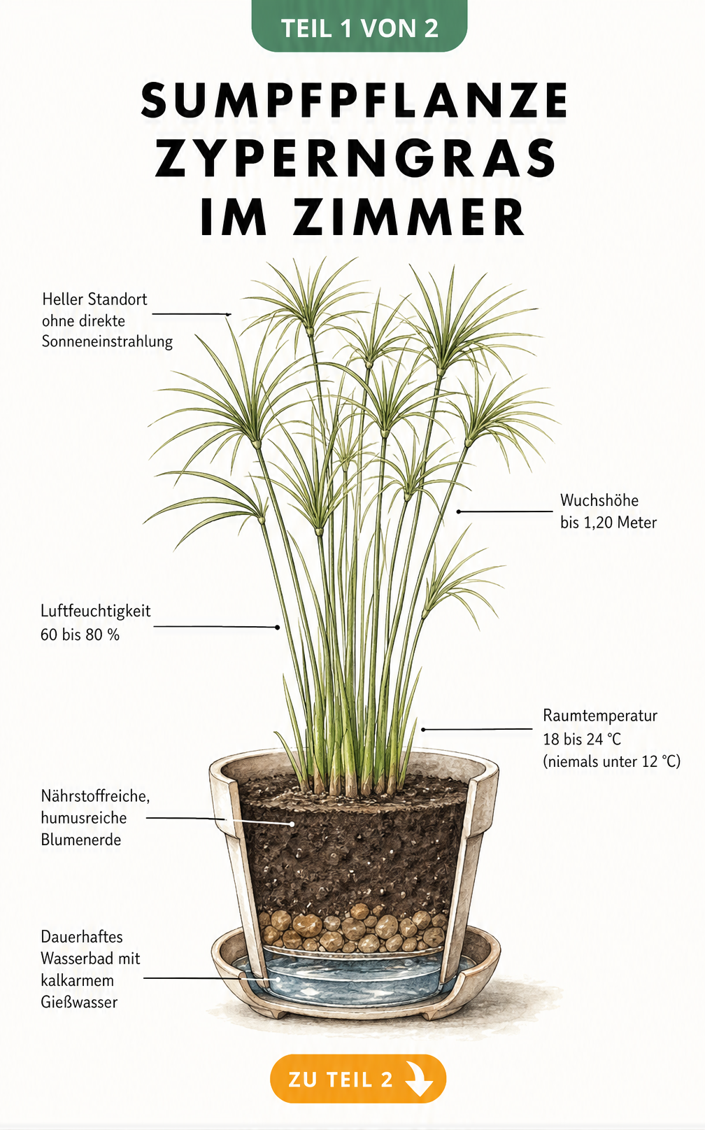 Botanische Illustration eines Zyperngrases im Topf mit Schnittzeichnung des Wasserbads und Pflegehinweisen