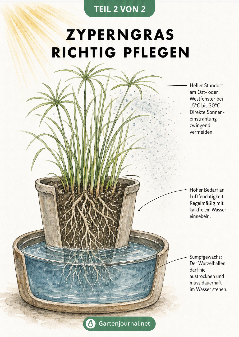 Querschnitt-Darstellung eines Zyperngrases im Topf mit hohem Untersetzer voller Wasser, Sprühnebel und Lichteinfall.