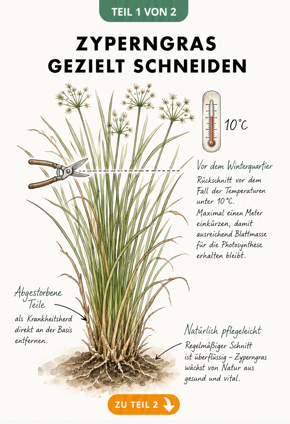 Botanische Illustration eines Zyperngrases mit Hinweisen zum Schnitt und zur Pflege