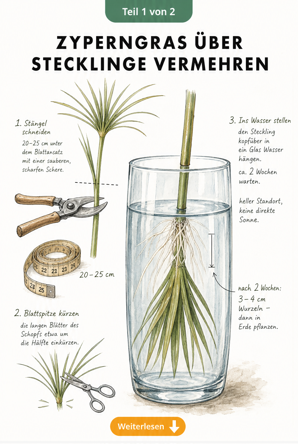Illustration eines Zyperngras-Stecklings kopfüber in einem Wasserglas mit feinen weißen Wurzeln