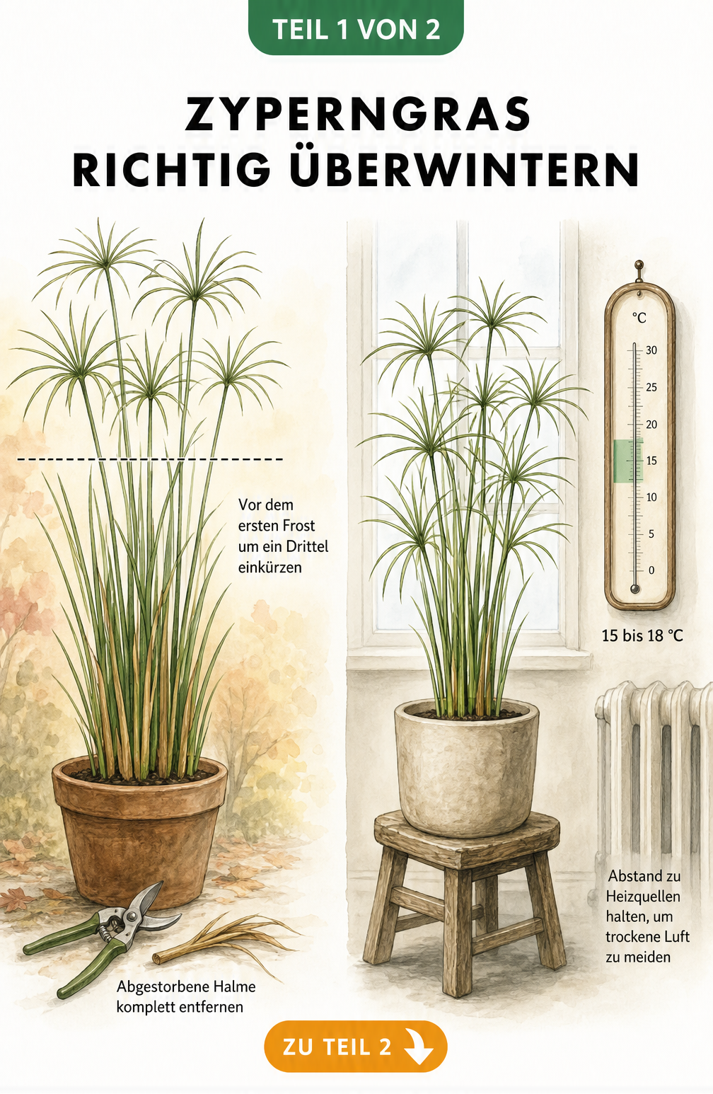 Illustration eines Zyperngrases, das vor dem Winter eingekürzt wird, neben einem Thermometer, das 15 bis 18 Grad anzeigt.