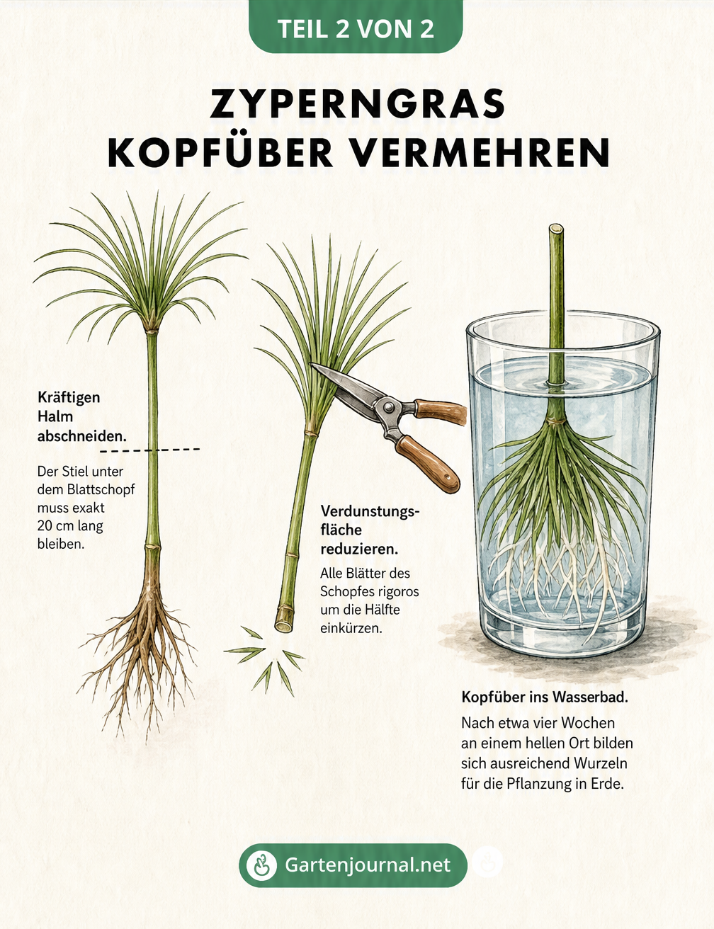 Illustration der Vermehrung von Zyperngras, bei der ein eingekürzter Steckling kopfüber in einem Wasserglas wurzelt