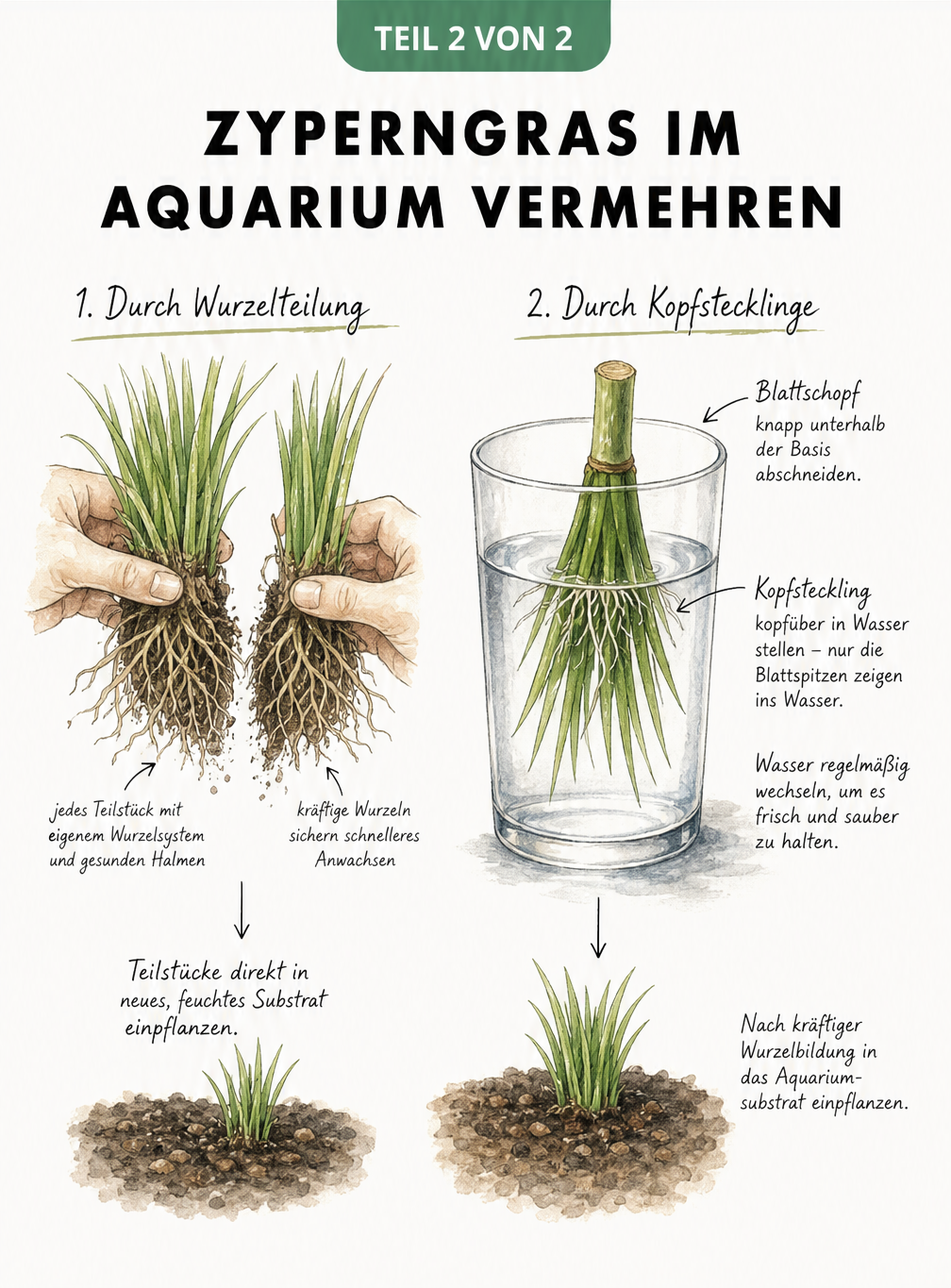 Illustration zur Vermehrung von Zyperngras durch Wurzelteilung und Kopfstecklinge im Wasserglas