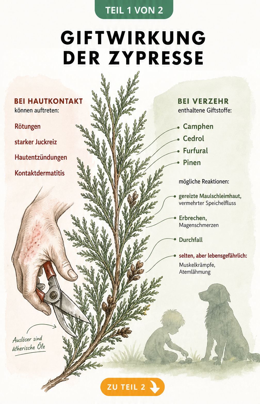 Botanische Illustration eines Zypressenzweigs, die Symptome bei Hautkontakt und Verzehr zeigt