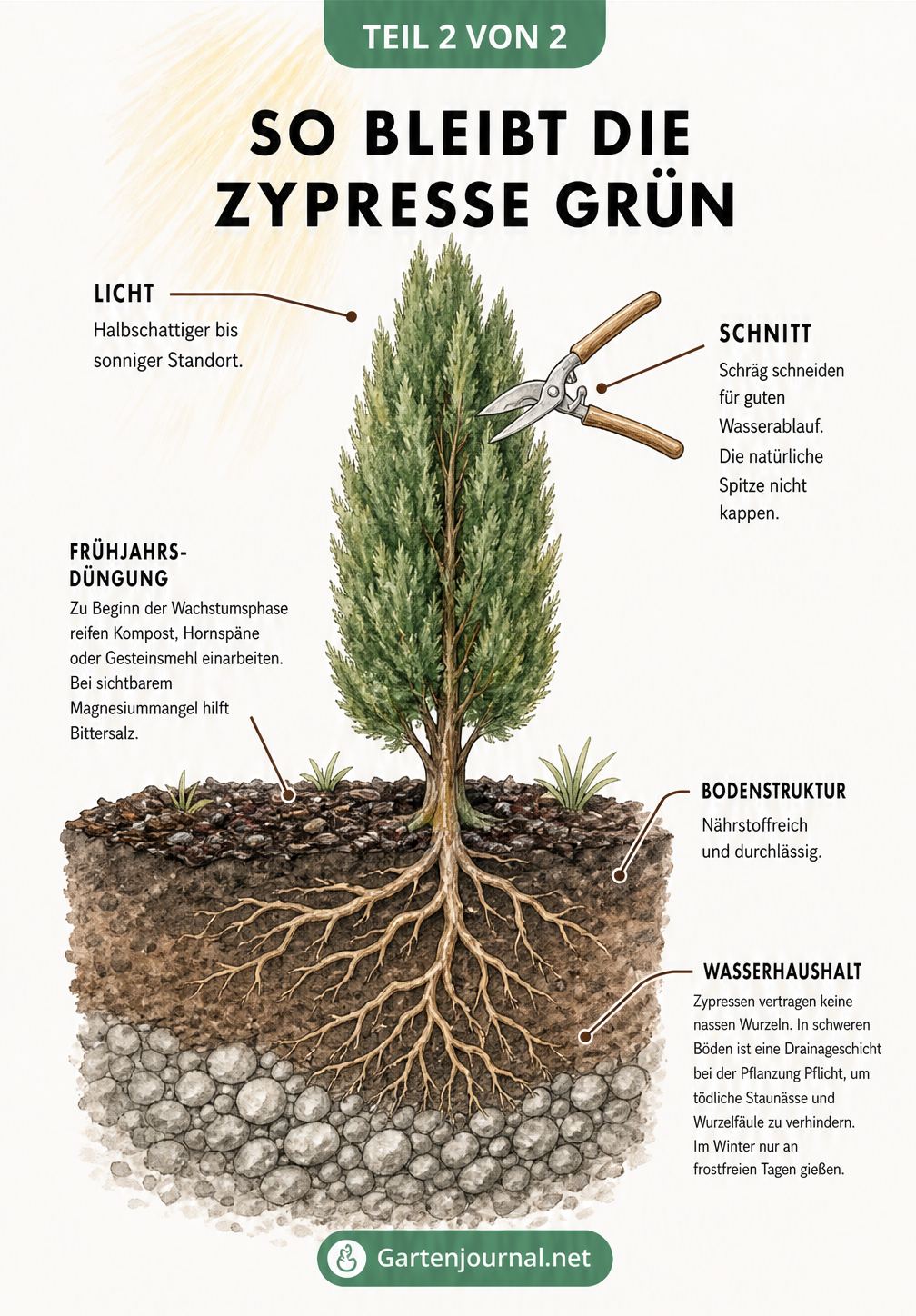 Querschnitt einer Zypresse mit Tipps zu Standort, Schnitt, Düngung und Bewässerung