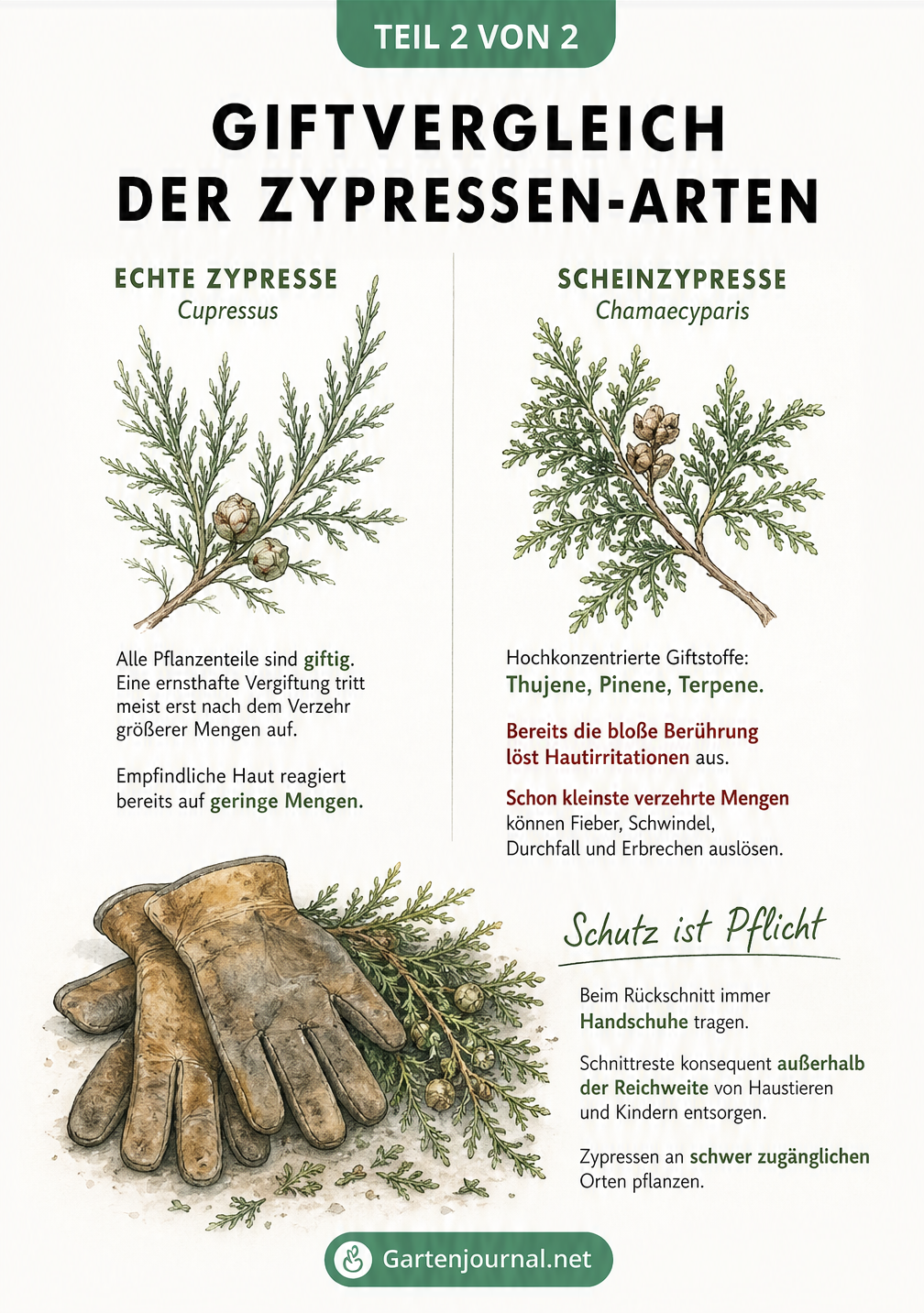 Vergleich der Giftigkeit von Echter Zypresse und Scheinzypresse mit Schutzmaßnahmen beim Rückschnitt