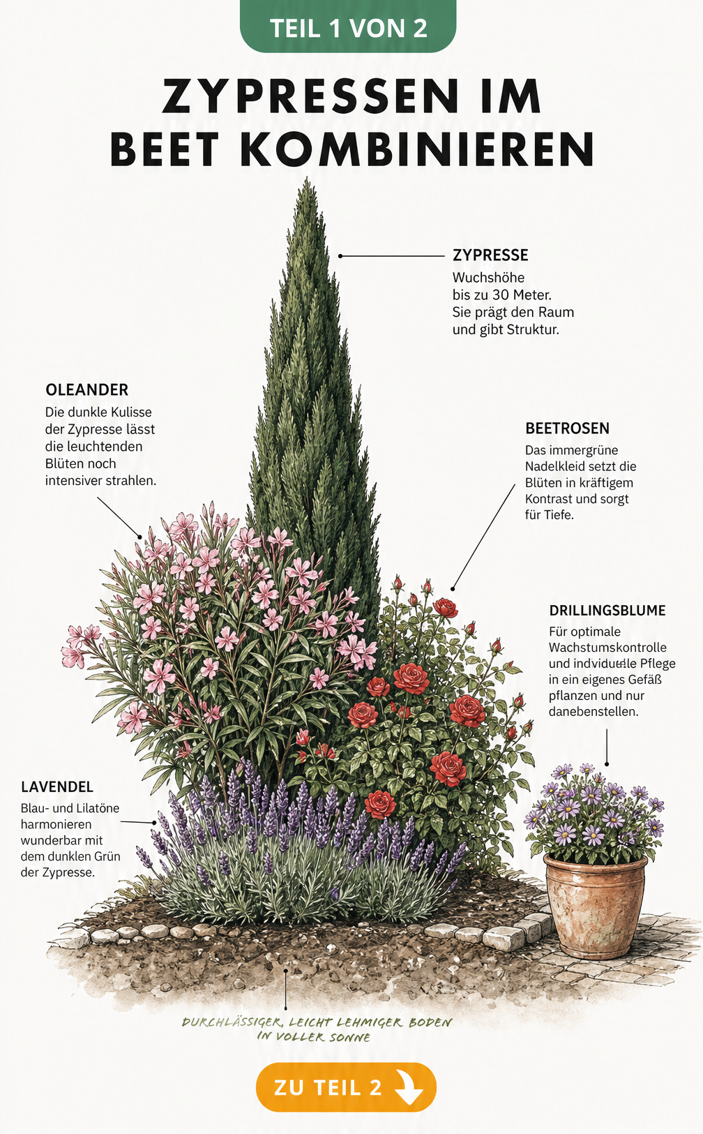 Botanische Skizze eines Gartenbeets mit einer Zypresse, Oleander, Beetrosen, Lavendel und einer Drillingsblume im Kübel