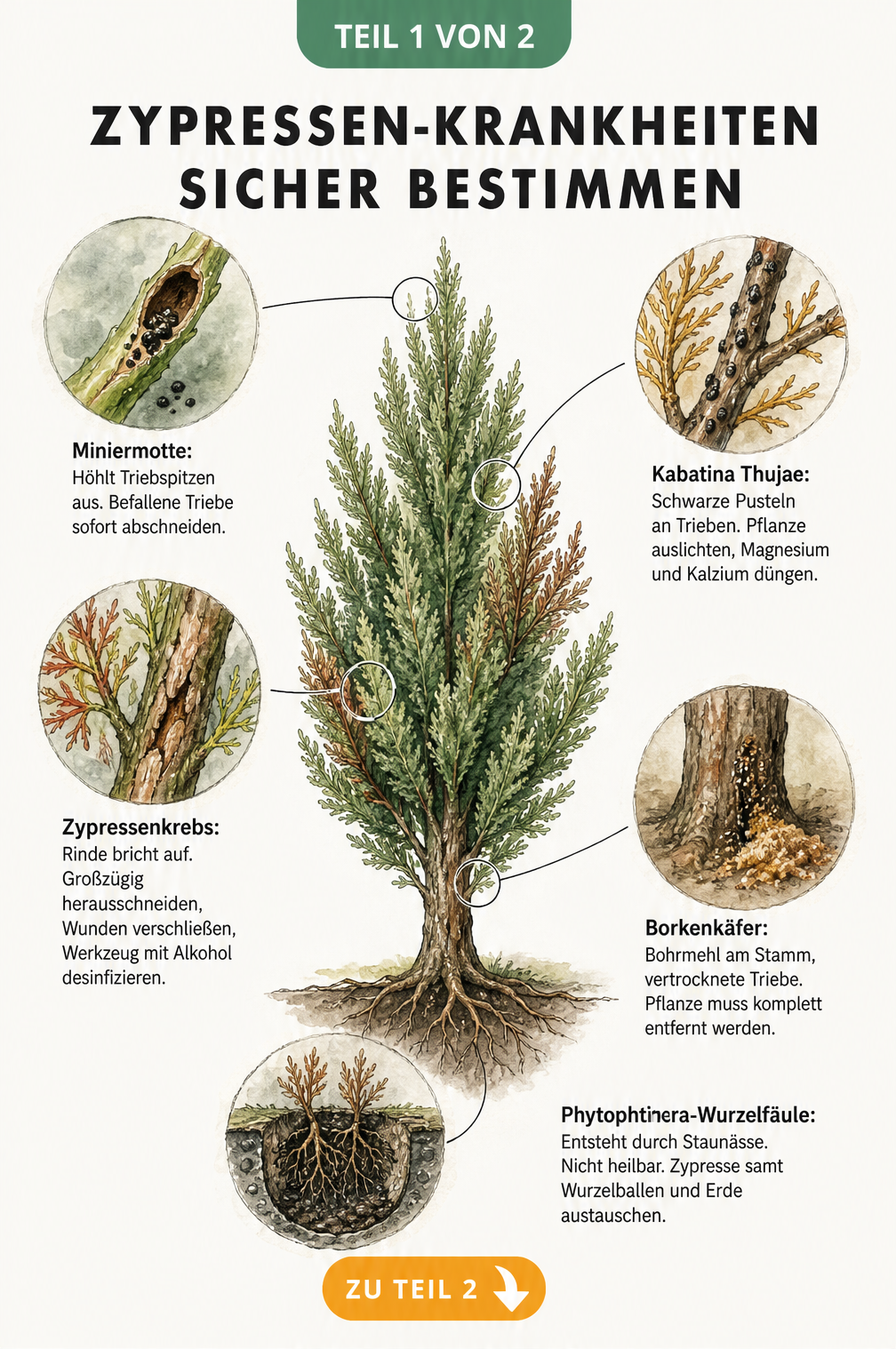 Botanische Illustration von Zypressen-Krankheiten wie Miniermotte, Zypressenkrebs, Kabatina Thujae, Borkenkäfer und Phytophthora-Wurzelfäule