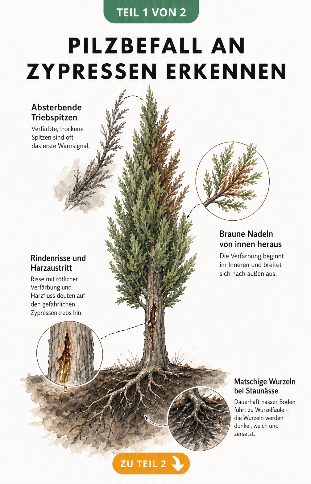 Botanische Illustration einer Zypresse mit Schadbildern wie braunen Triebspitzen, Zypressenkrebs und Wurzelfäule