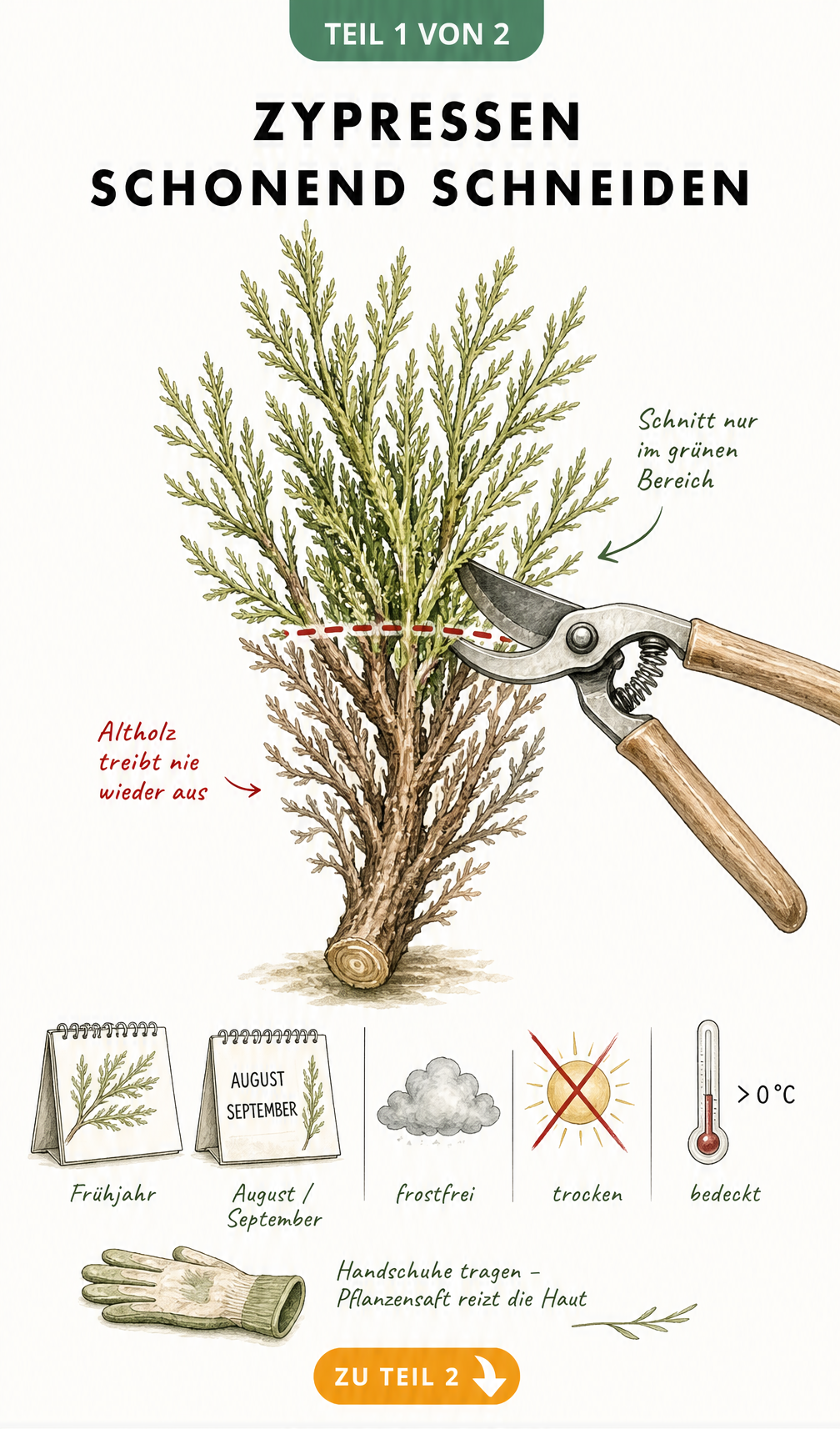 Illustration eines Zypressenzweigs mit Markierung für den Schnitt im grünen Bereich und idealen Wetterbedingungen wie frostfrei und bedeckt.