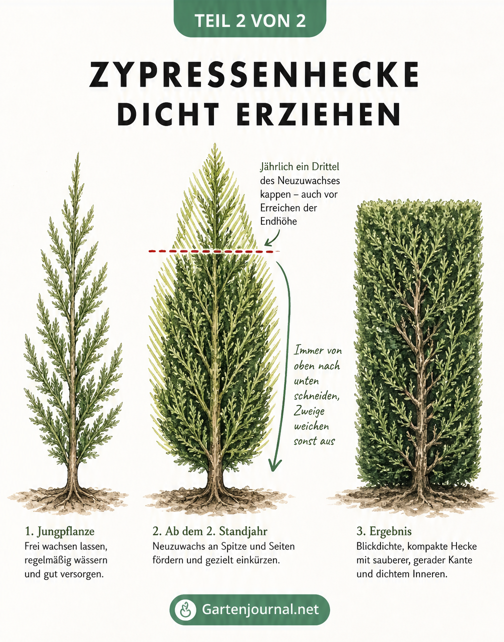 Grafik einer Zypressenhecke in drei Wachstumsphasen, die den jährlichen Rückschnitt um ein Drittel des Neuzuwachses von oben nach unten zeigt.