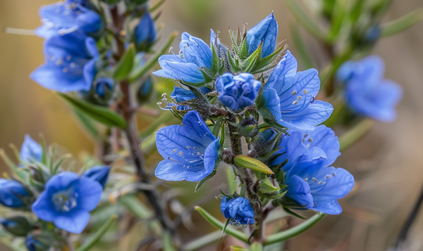 7. Natternkopf (Echium vulgare)