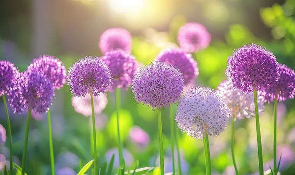 Allium-Hybriden
