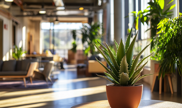Aloe Vera Arten und ihre Verwendung