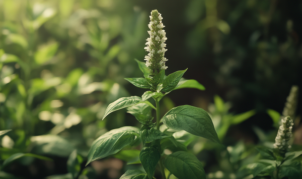 Auswirkungen der Blüte auf das Wachstum