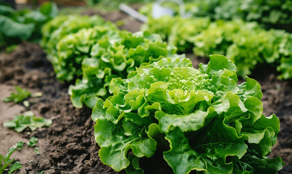 Bedeutung des Pflanzabstandes für Kopfsalat