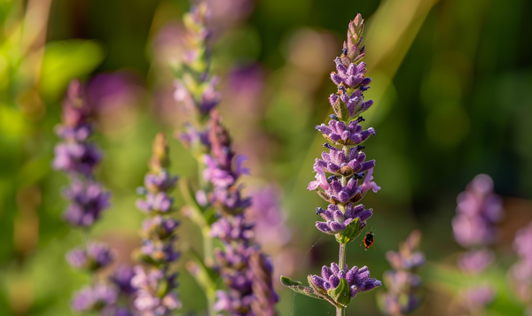 Beerensträucher mit Kräutern unterpflanzen
