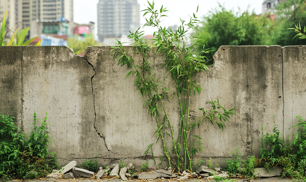 Beispiele für Bambuswachstum durch Beton