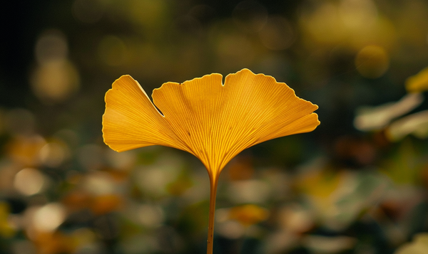 Beispiele für beliebte Ginkgo-Sorten