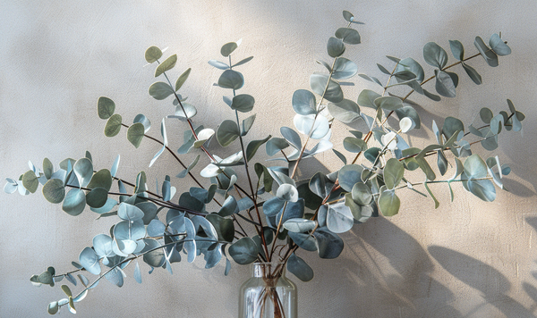 Beliebte Eukalyptusarten zum Trocknen