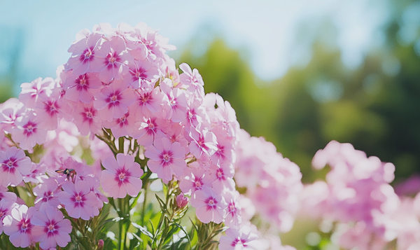 Beliebte Sorten des Großblättrigen Phlox